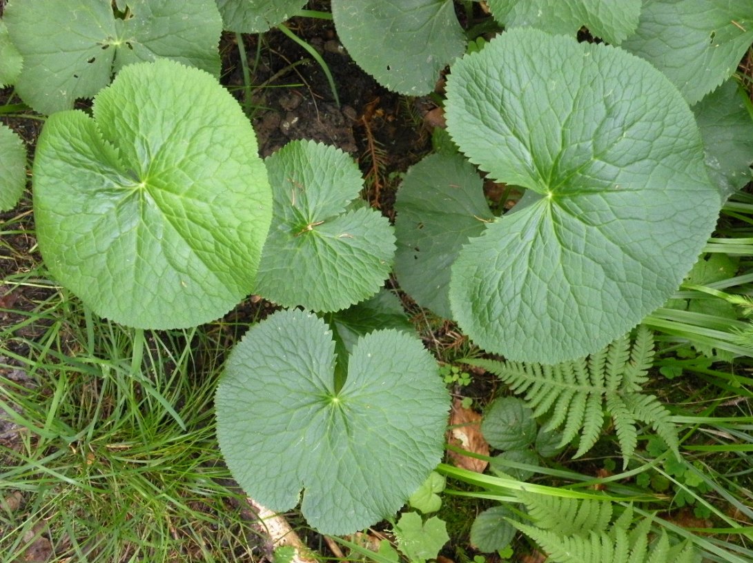 Изображение особи Caltha palustris.