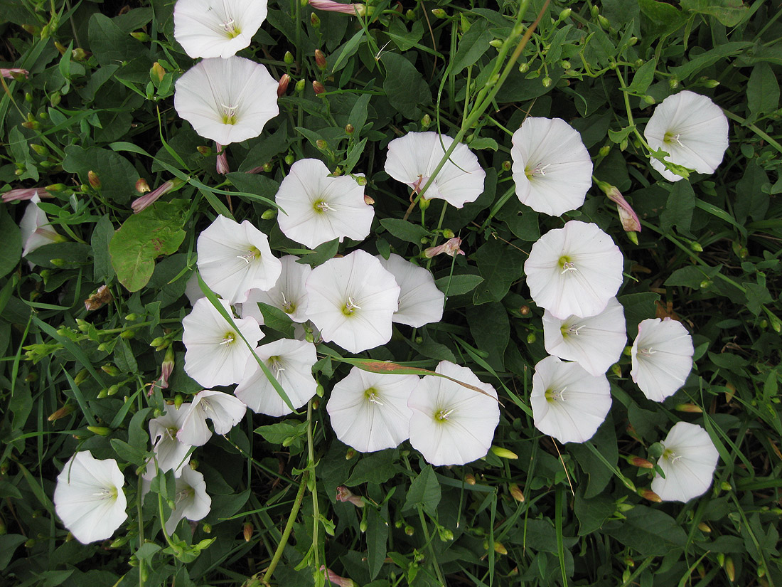 Image of Convolvulus arvensis specimen.