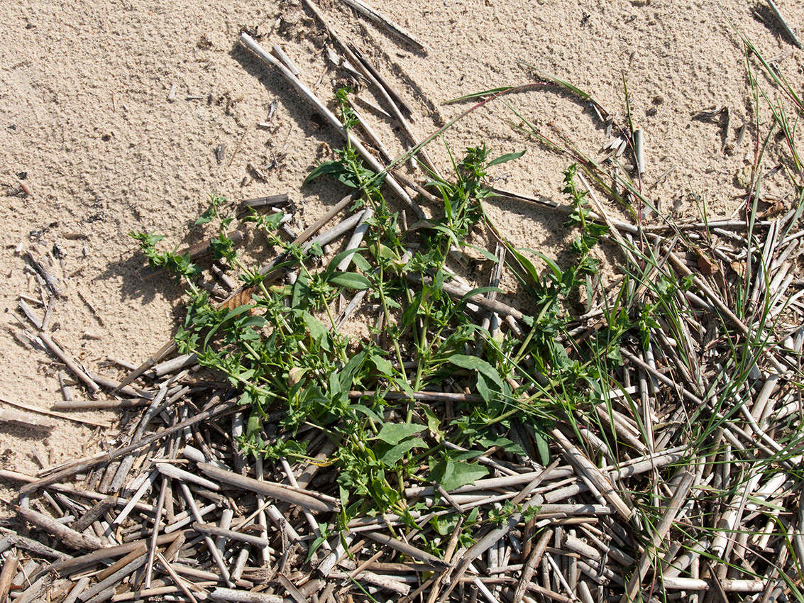 Image of genus Atriplex specimen.