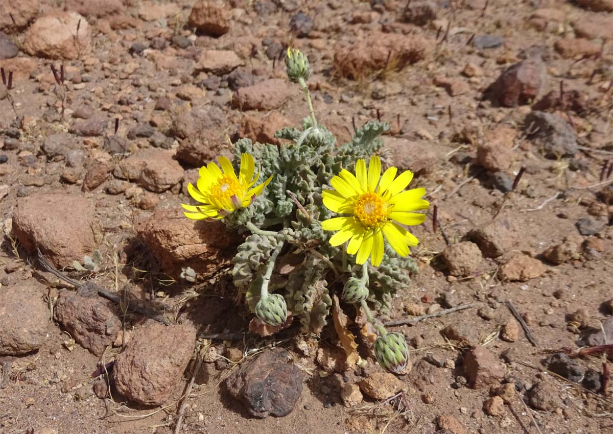 Изображение особи Trichocline caulescens.