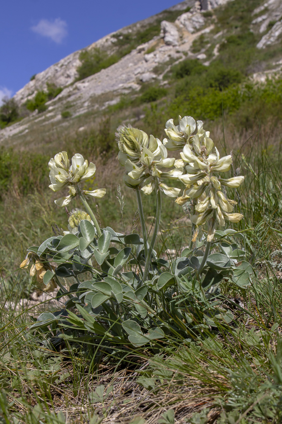 Image of Hedysarum grandiflorum specimen.