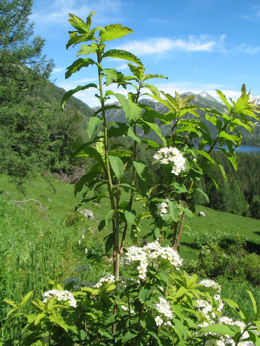 Image of Spiraea media specimen.