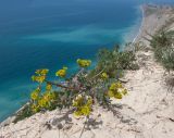 Euphorbia petrophila