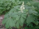 Rodgersia aesculifolia. Цветущее растение. Тверь, Заволжский р-н, ботанический сад ТвГУ, в культуре.