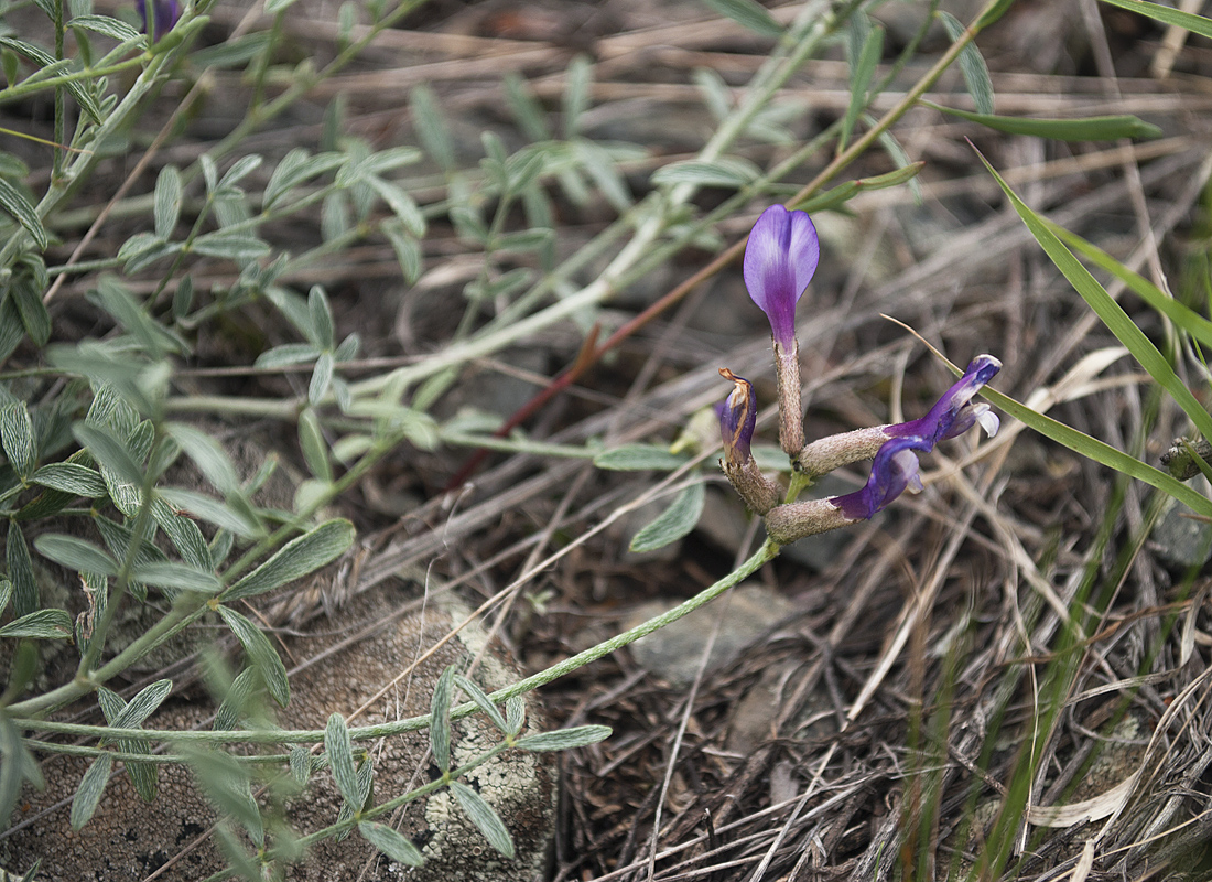 Изображение особи Astragalus stenoceras.