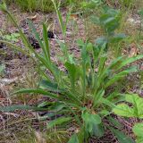 Silene nutans