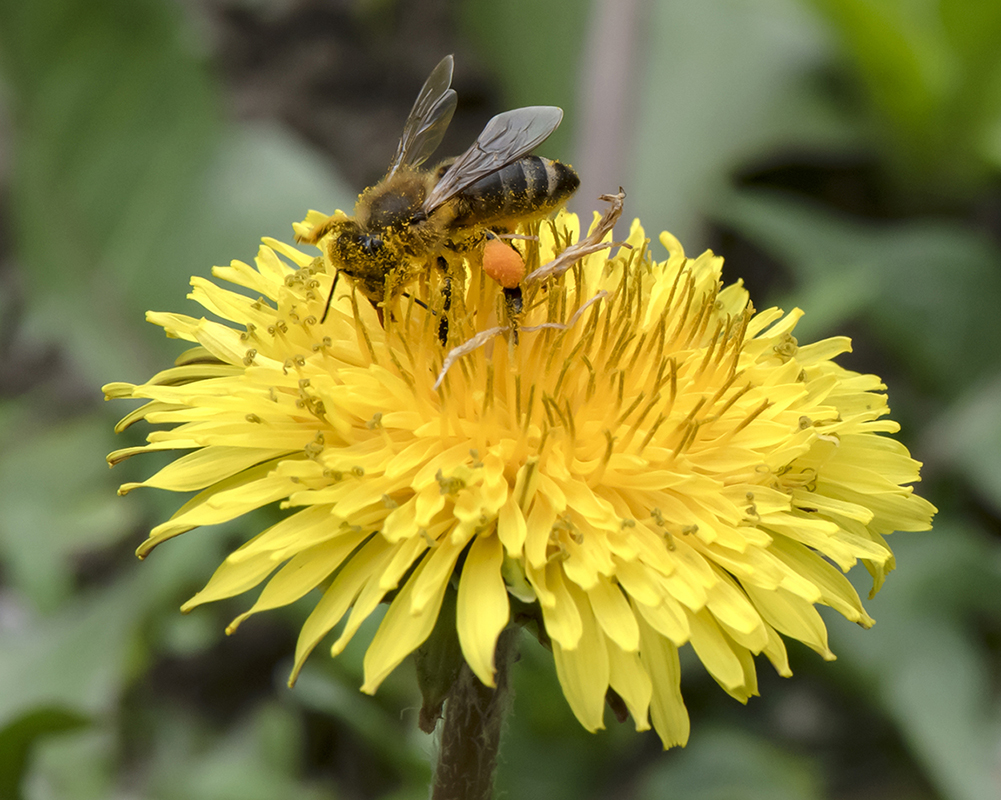 Изображение особи Taraxacum officinale.