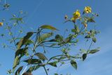 Lysimachia ciliata