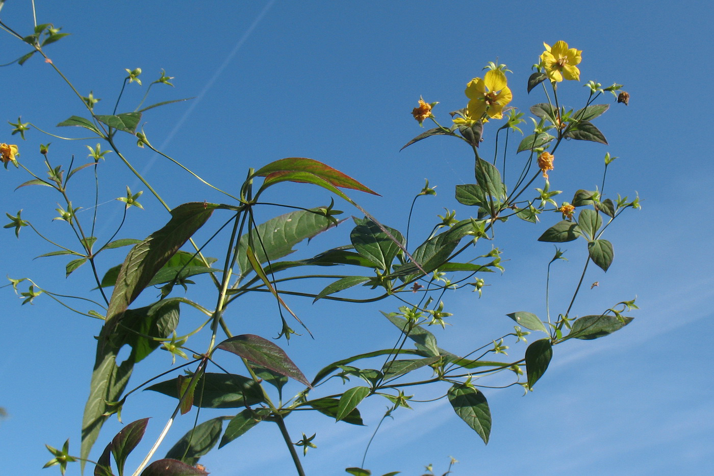 Image of Lysimachia ciliata specimen.