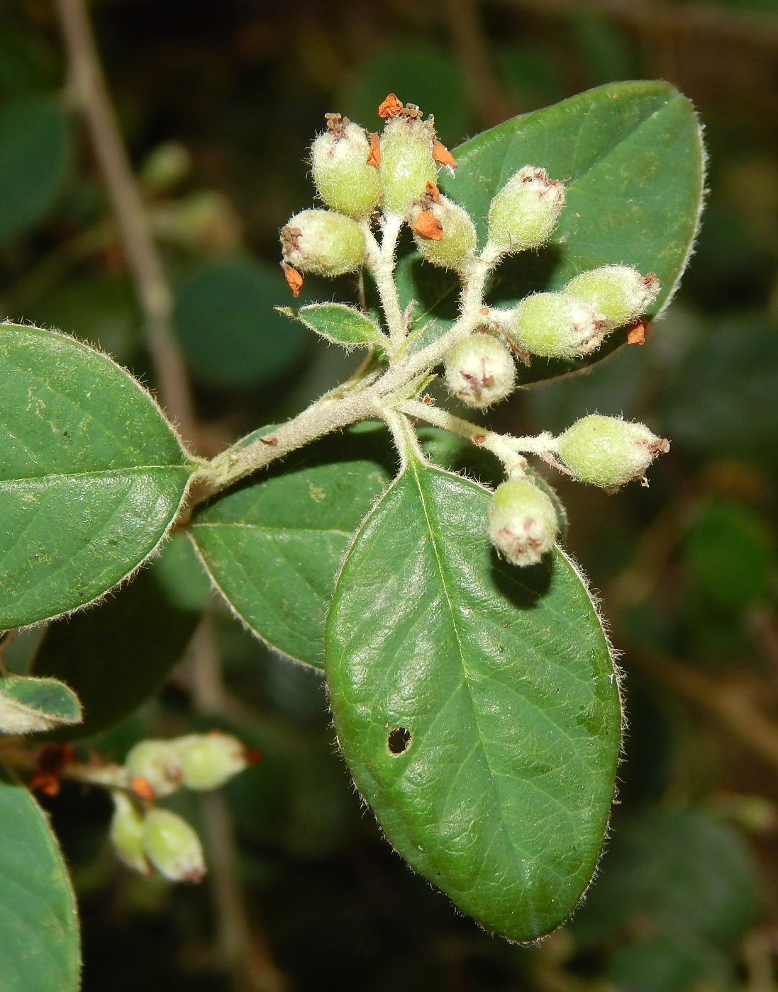 Image of Cotoneaster nummularius specimen.