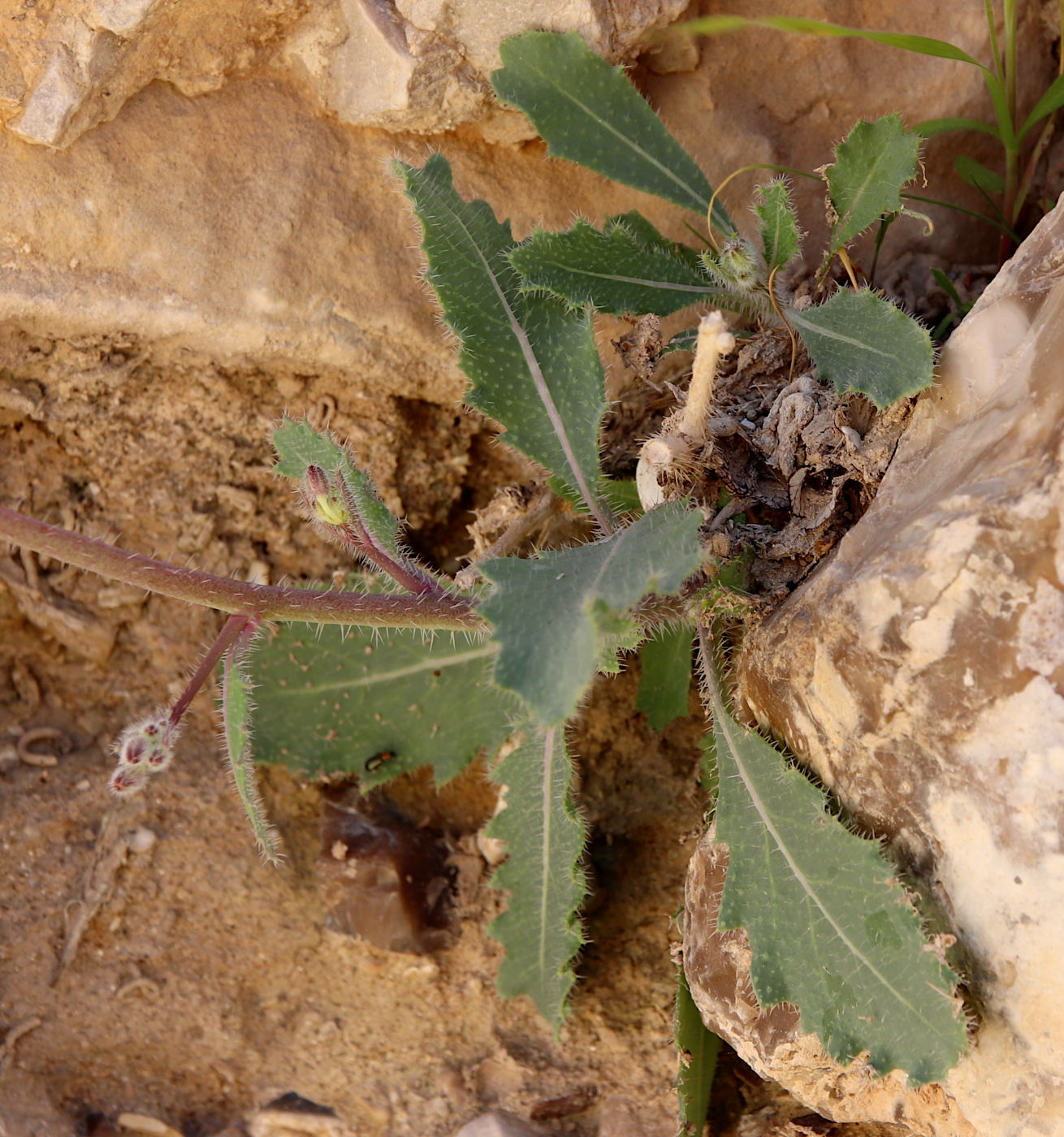 Image of Diplotaxis harra specimen.