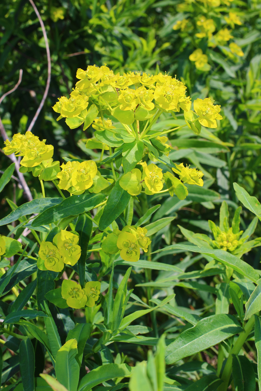 Image of Euphorbia lucida specimen.