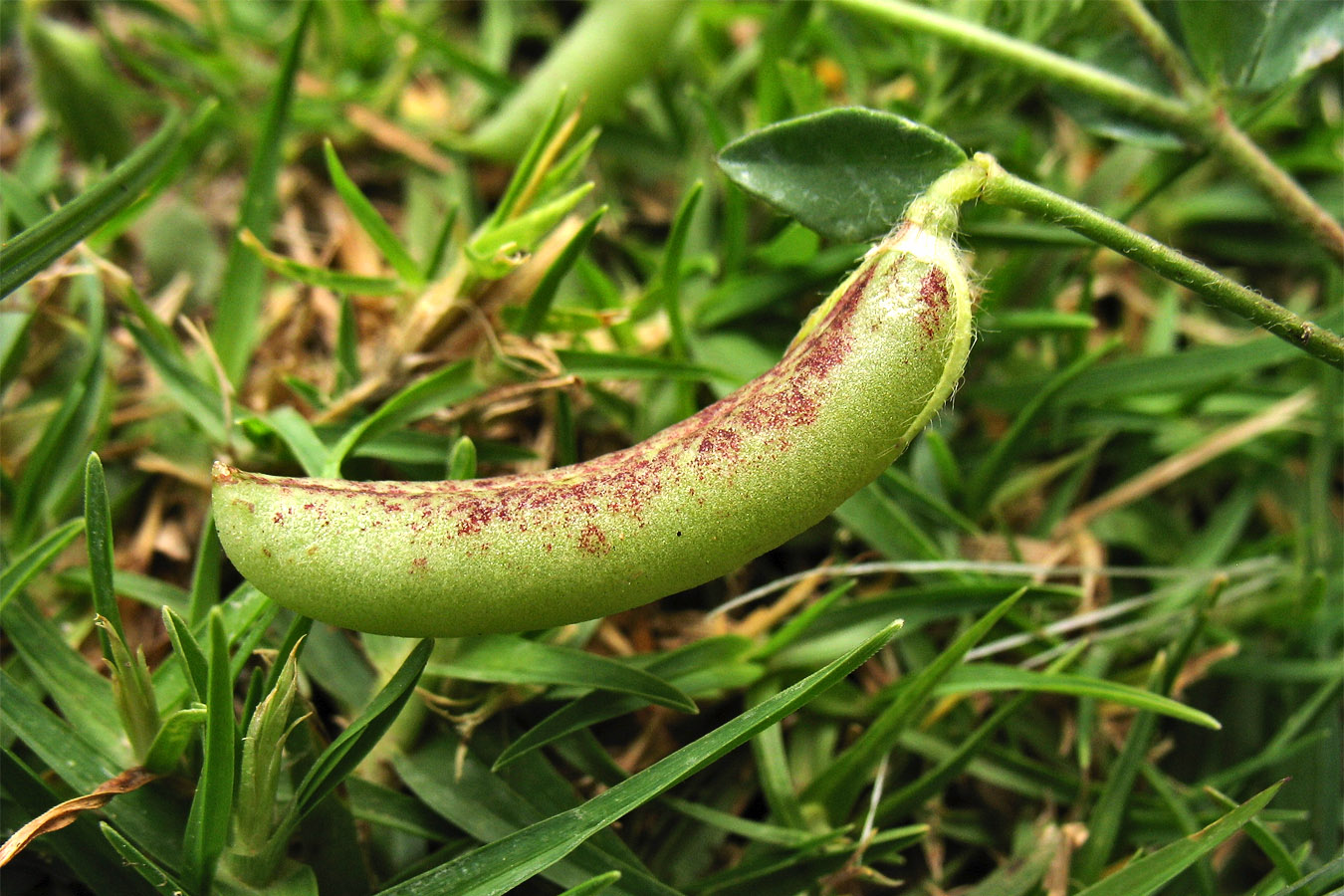 Image of Lotus edulis specimen.