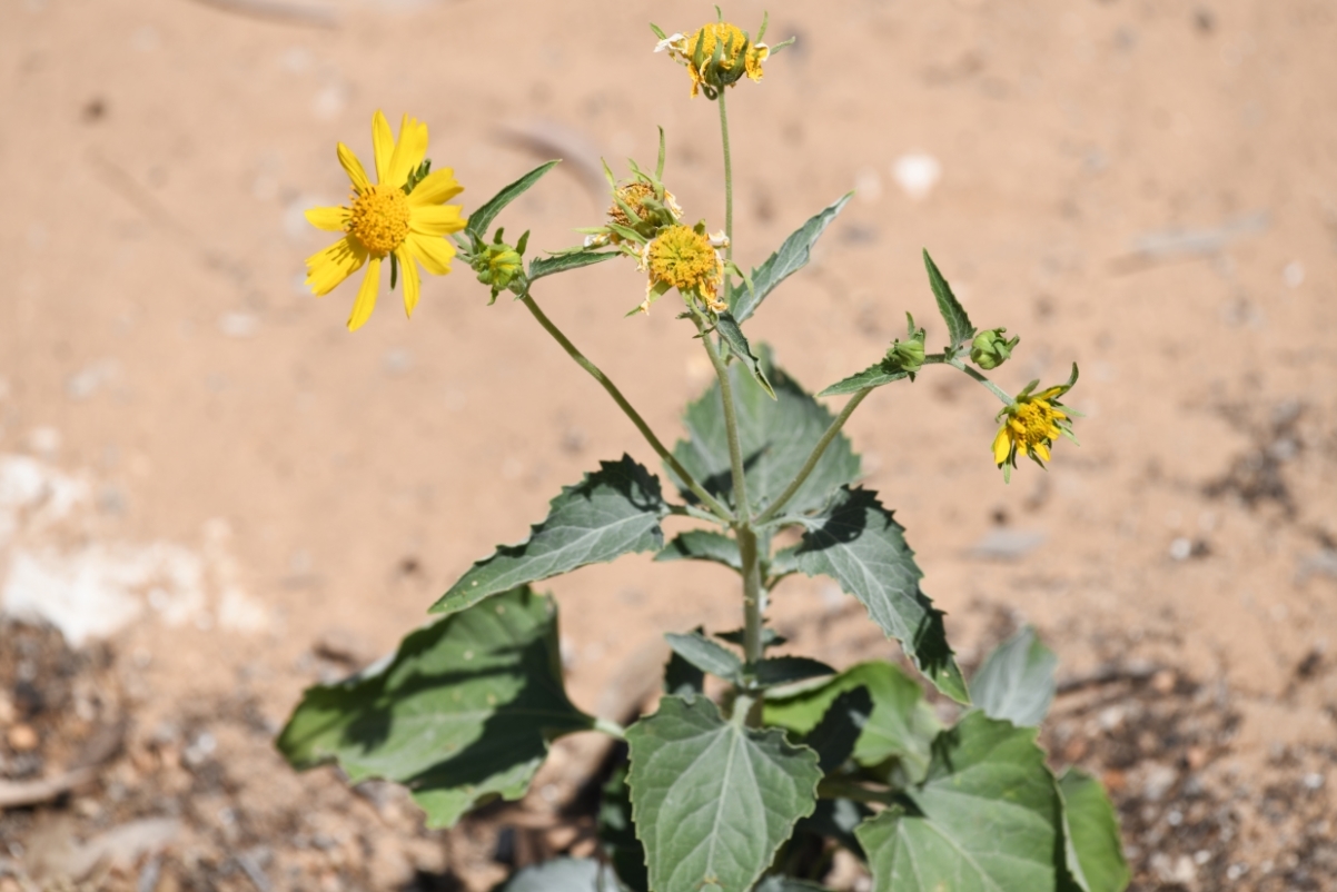 Изображение особи семейство Asteraceae.