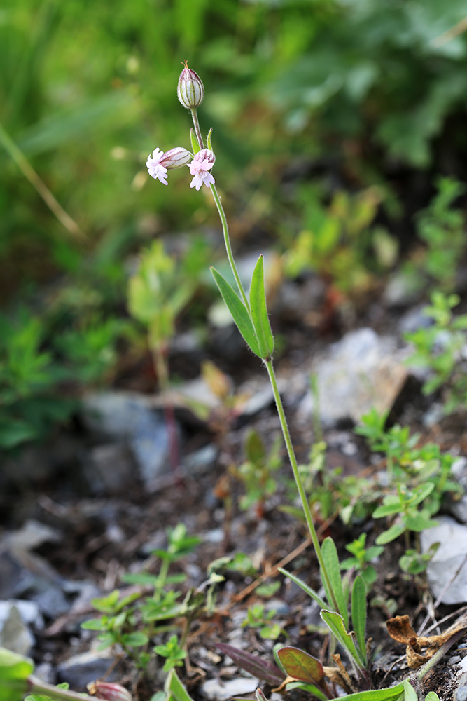 Изображение особи Silene obscura.