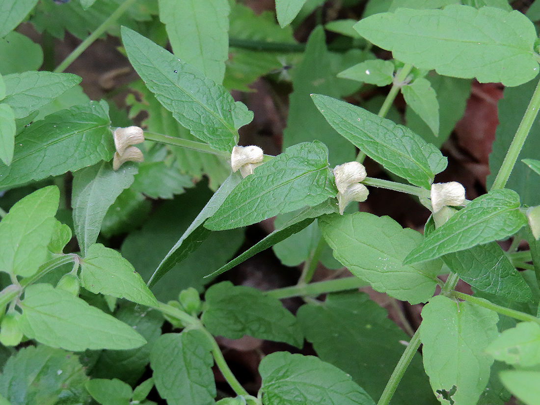 Image of Scutellaria galericulata specimen.