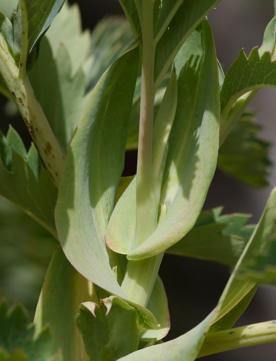 Image of Melianthus major specimen.