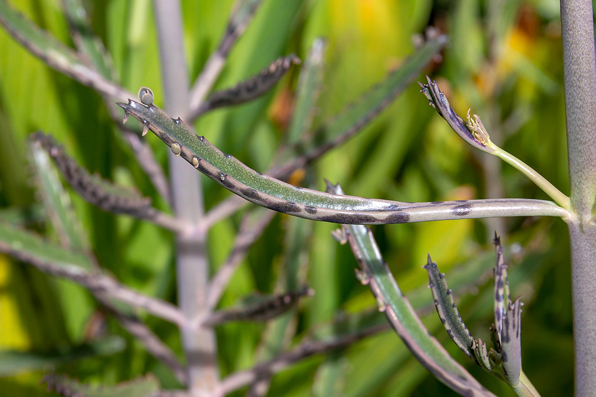 Image of Kalanchoe &times; houghtonii specimen.