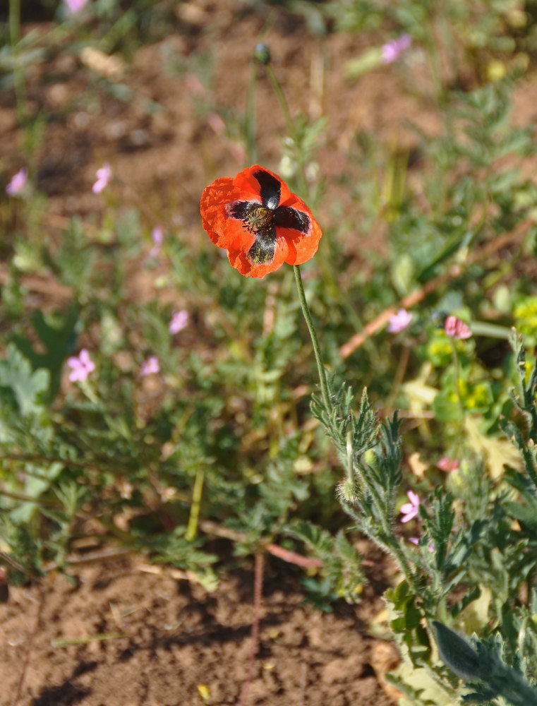 Изображение особи Papaver stevenianum.