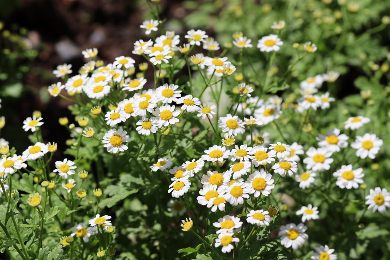 Изображение особи Pyrethrum parthenium.