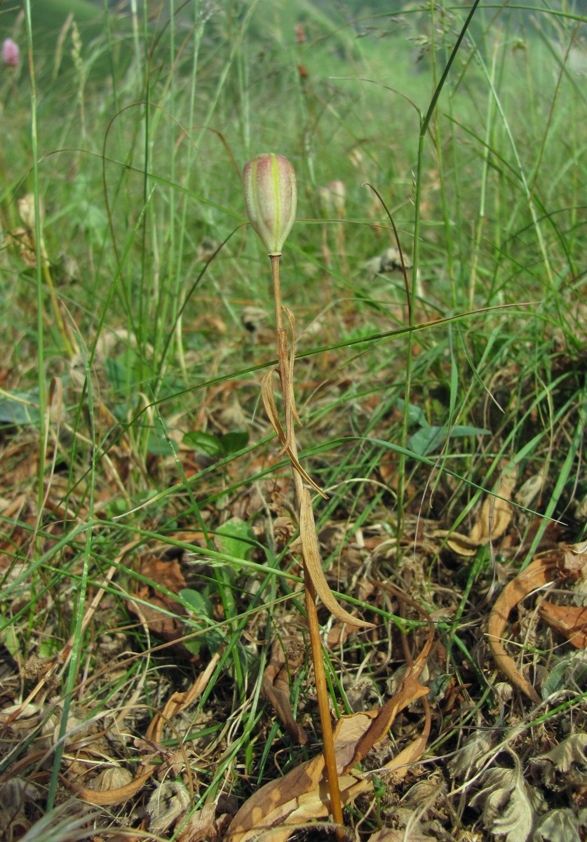 Image of Fritillaria ophioglossifolia specimen.