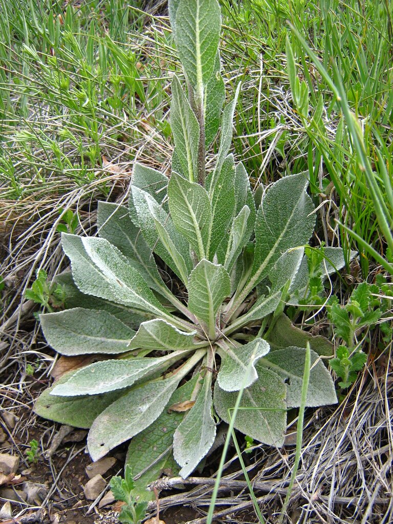 Image of Verbascum urumoffii specimen.