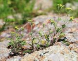 Potentilla conferta. Цветущее растение. Приморский край, окр. г. Владивосток, на сухой скале. 24.06.2022.