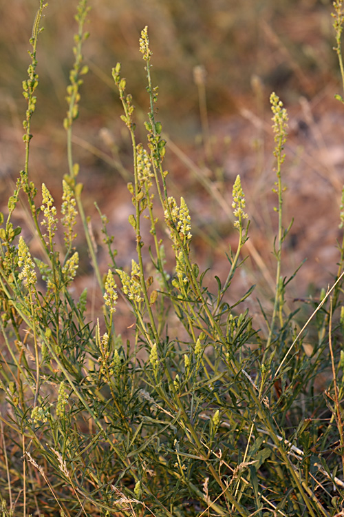 Image of Reseda lutea specimen.