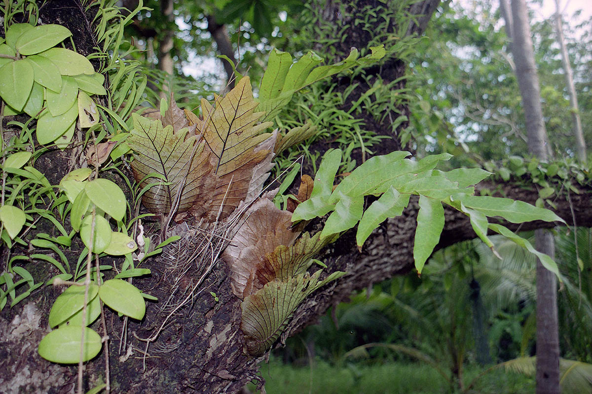 Image of genus Drynaria specimen.