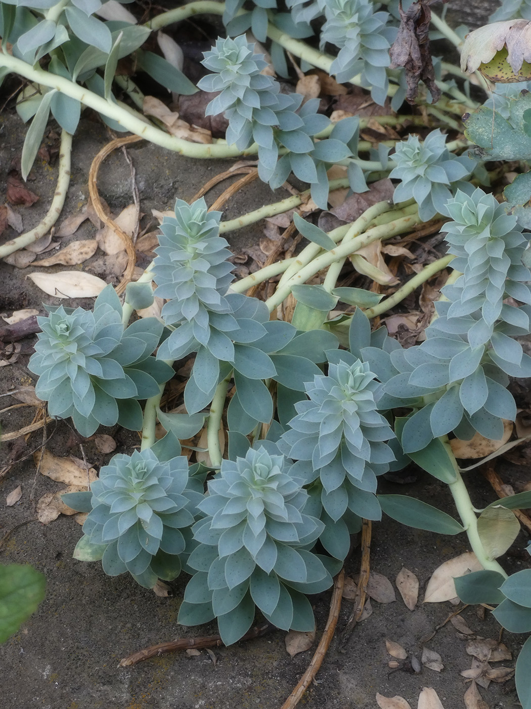 Image of Euphorbia myrsinites specimen.