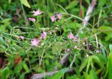 Centaurium erythraea. Верхушка цветущего растения. Абхазия, Гудаутский р-н, г. Новый Афон, Афонская гора. 27.09.2022.