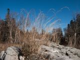 familia Poaceae. Плодоносящее растение. Адыгея, Кавказский биосферный заповедник, Фишт-Оштенский массив, ур. Яворова Поляна, ≈ 1600 м н.у.м., на большом известняковом валуне. 01.11.2015.