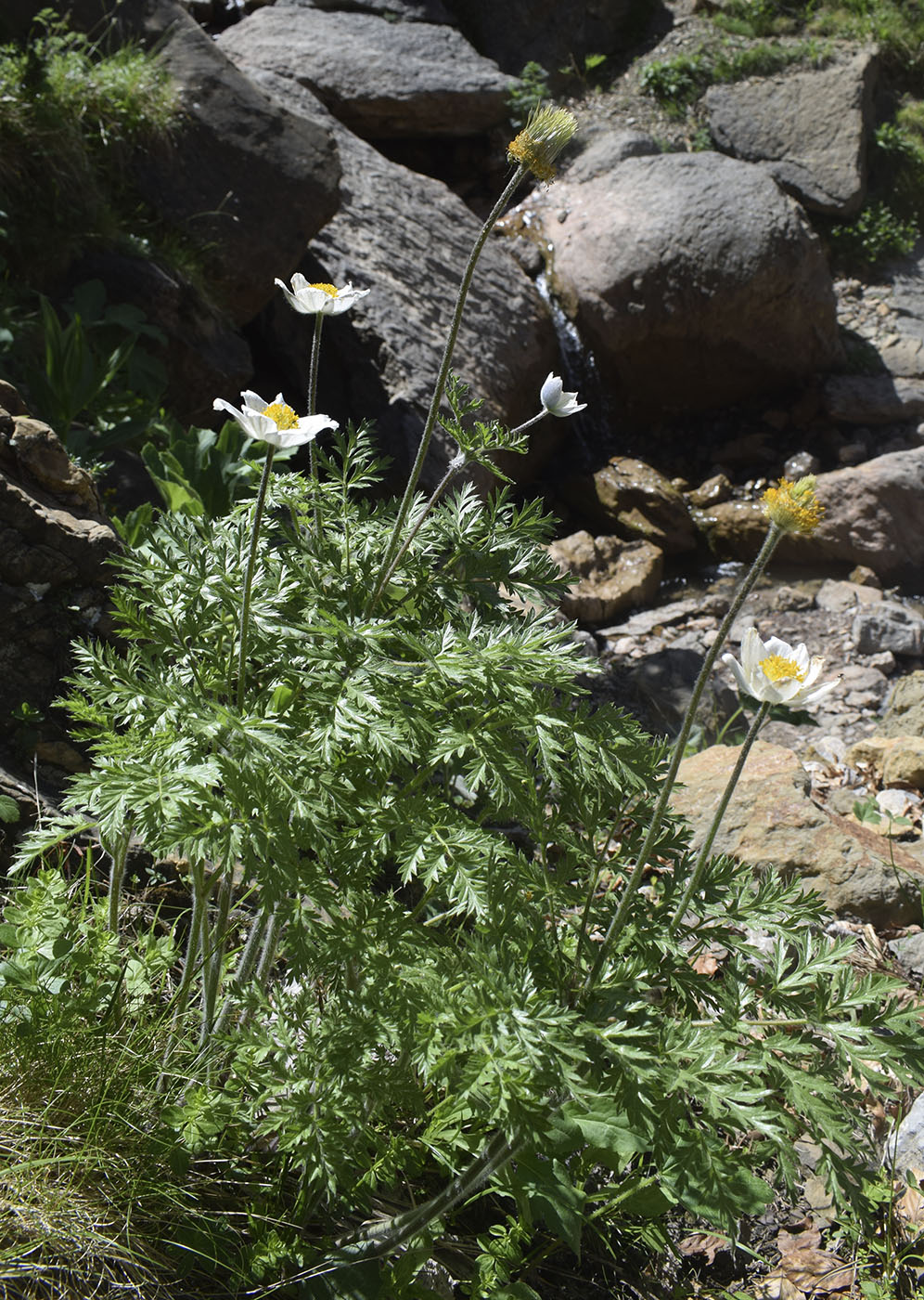 Изображение особи Pulsatilla alpina.