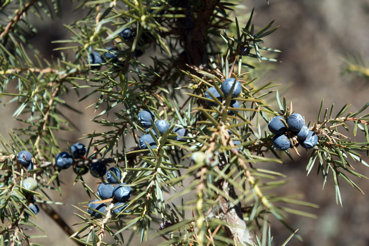 Изображение особи Juniperus oblonga.