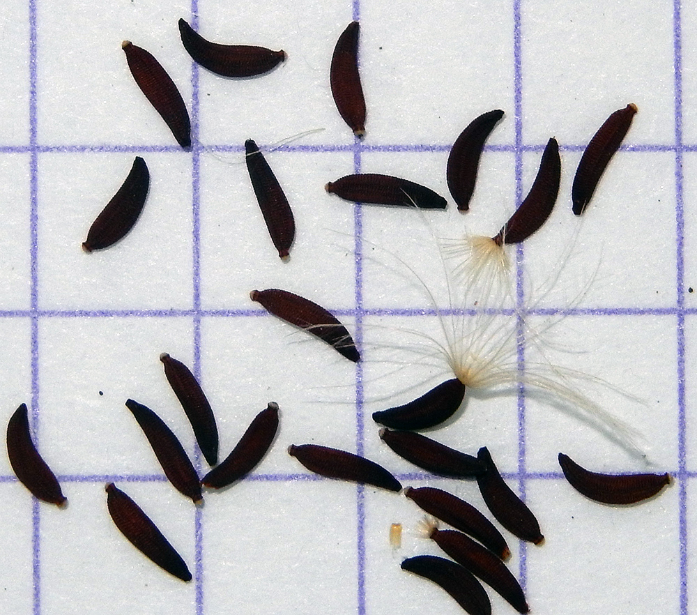 Image of Picris strigosa specimen.