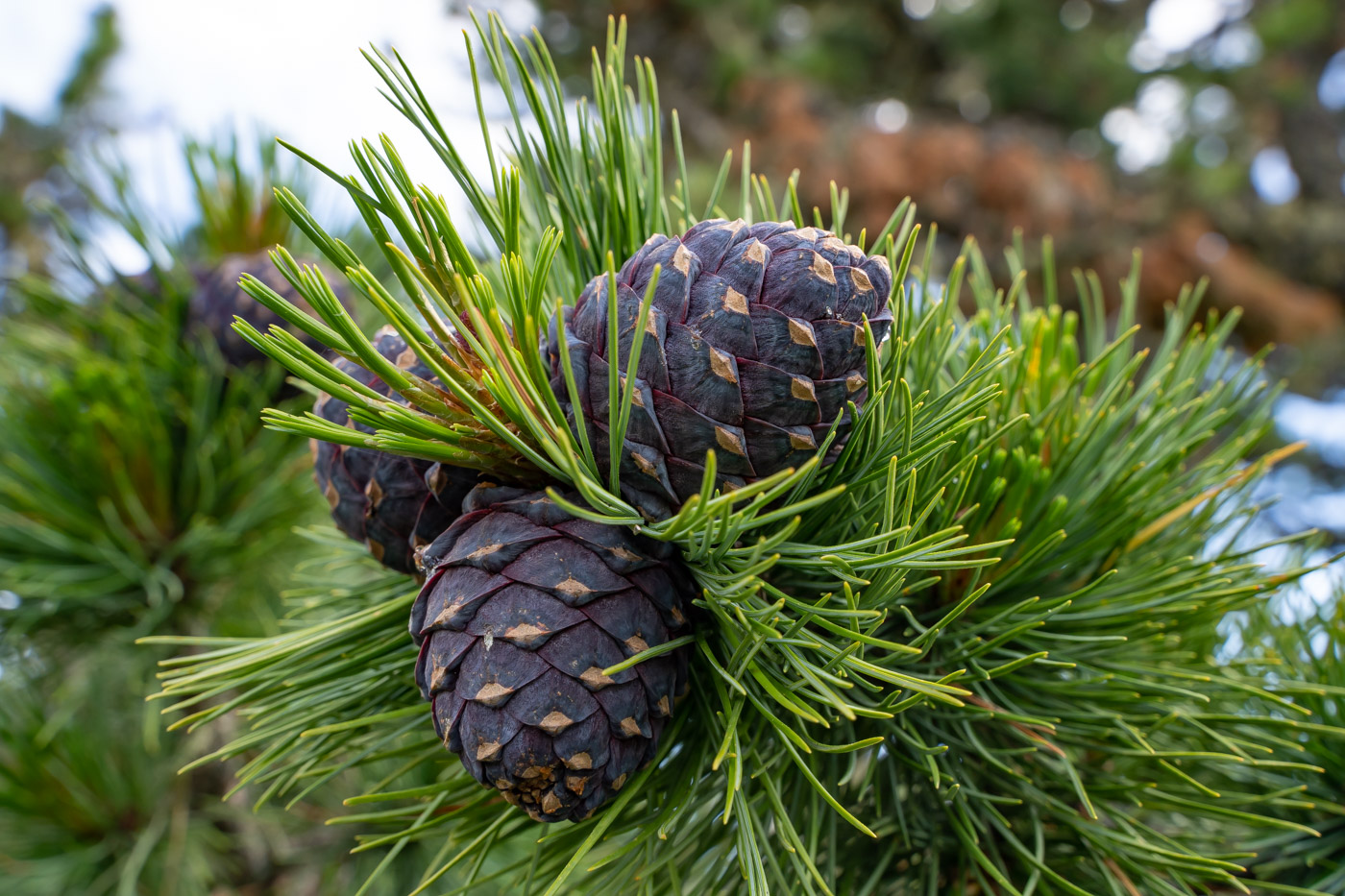 Image of Pinus sibirica specimen.