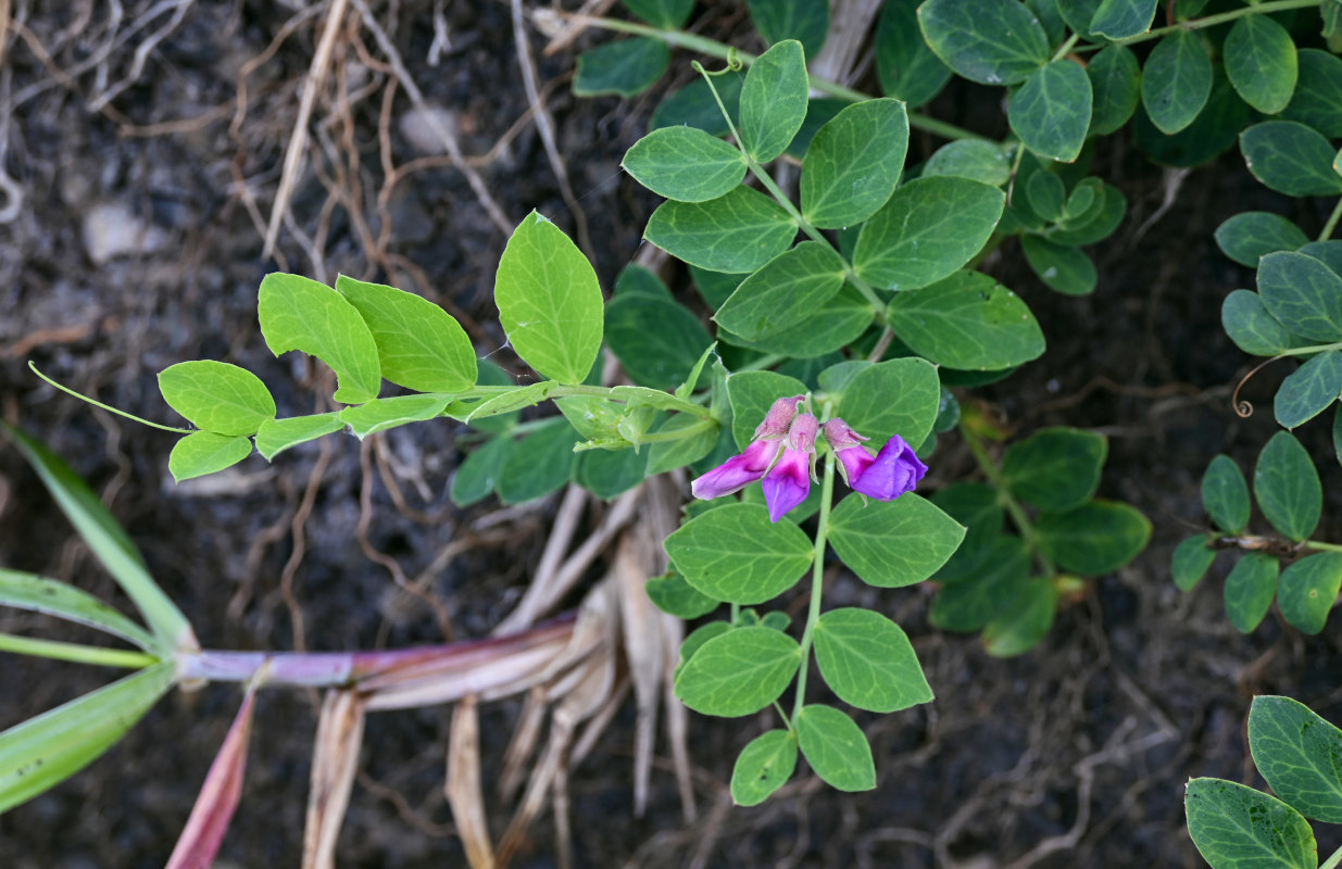 Image of Lathyrus japonicus ssp. pubescens specimen.