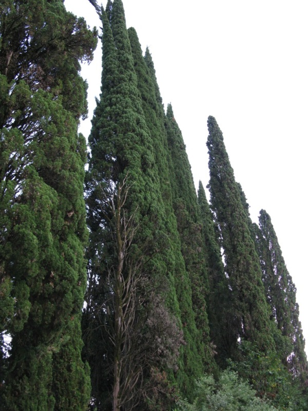 Какие деревья растут в абхазии фото с названием