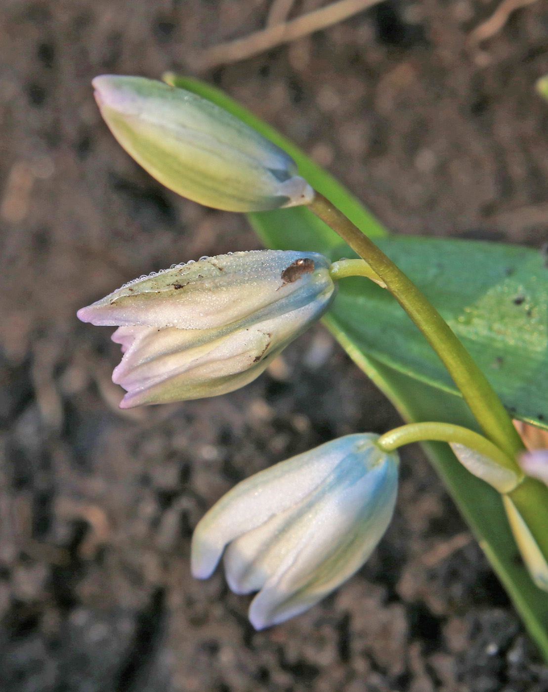 Image of Scilla mischtschenkoana specimen.