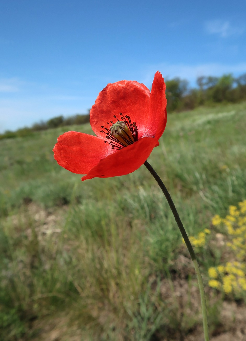 Изображение особи Papaver laevigatum.