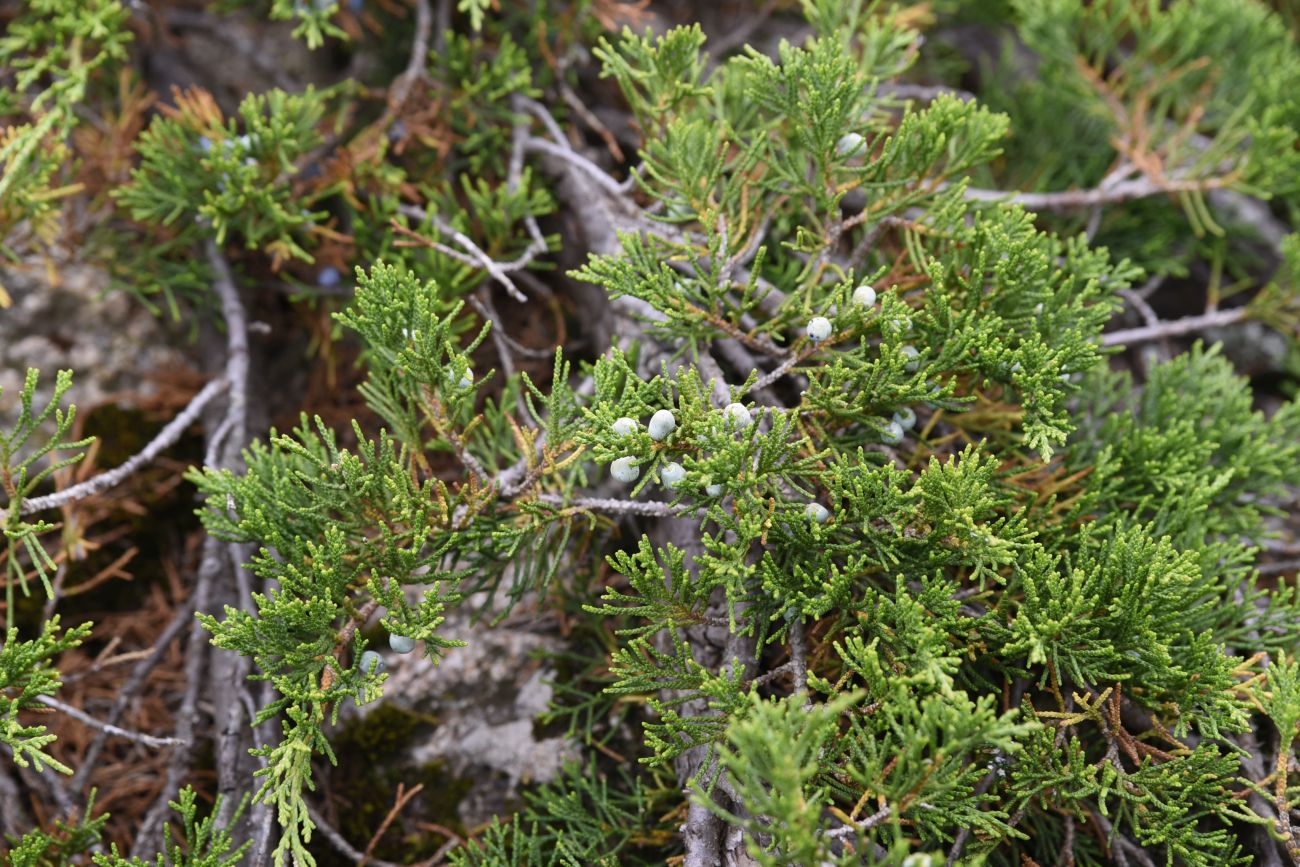 Изображение особи Juniperus sabina.