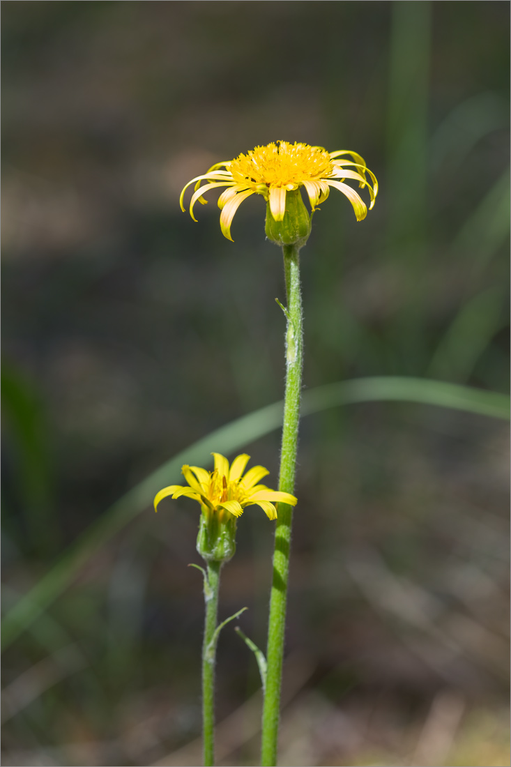 Image of Scorzonera humilis specimen.