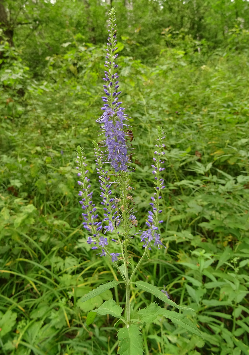 Изображение особи Veronica longifolia.