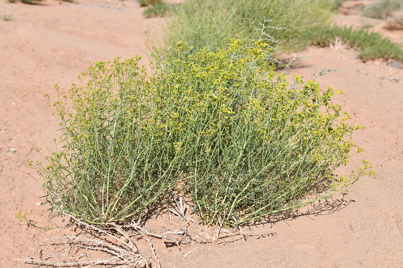 Image of Haplophyllum multicaule specimen.