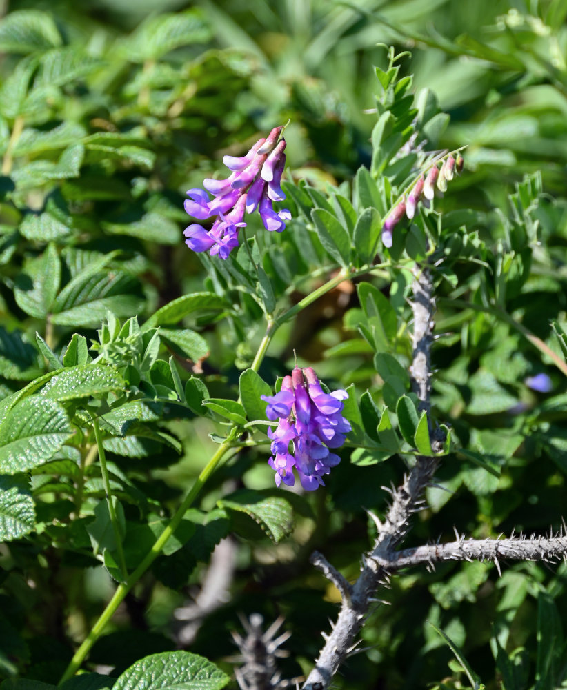 Изображение особи Vicia japonica.