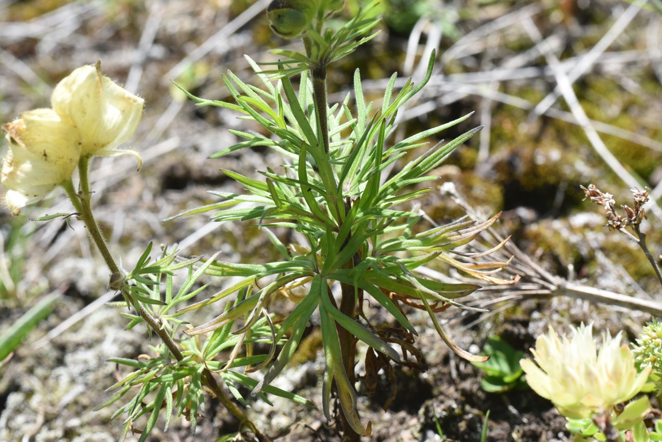 Изображение особи Aconitum confertiflorum.