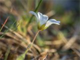 семейство Caryophyllaceae. Верхушка побега с цветком. Мурманская обл., п-ов Средний, побережье Большой Волоковой губы, разнотравный приморский луг. 12.07.2023.