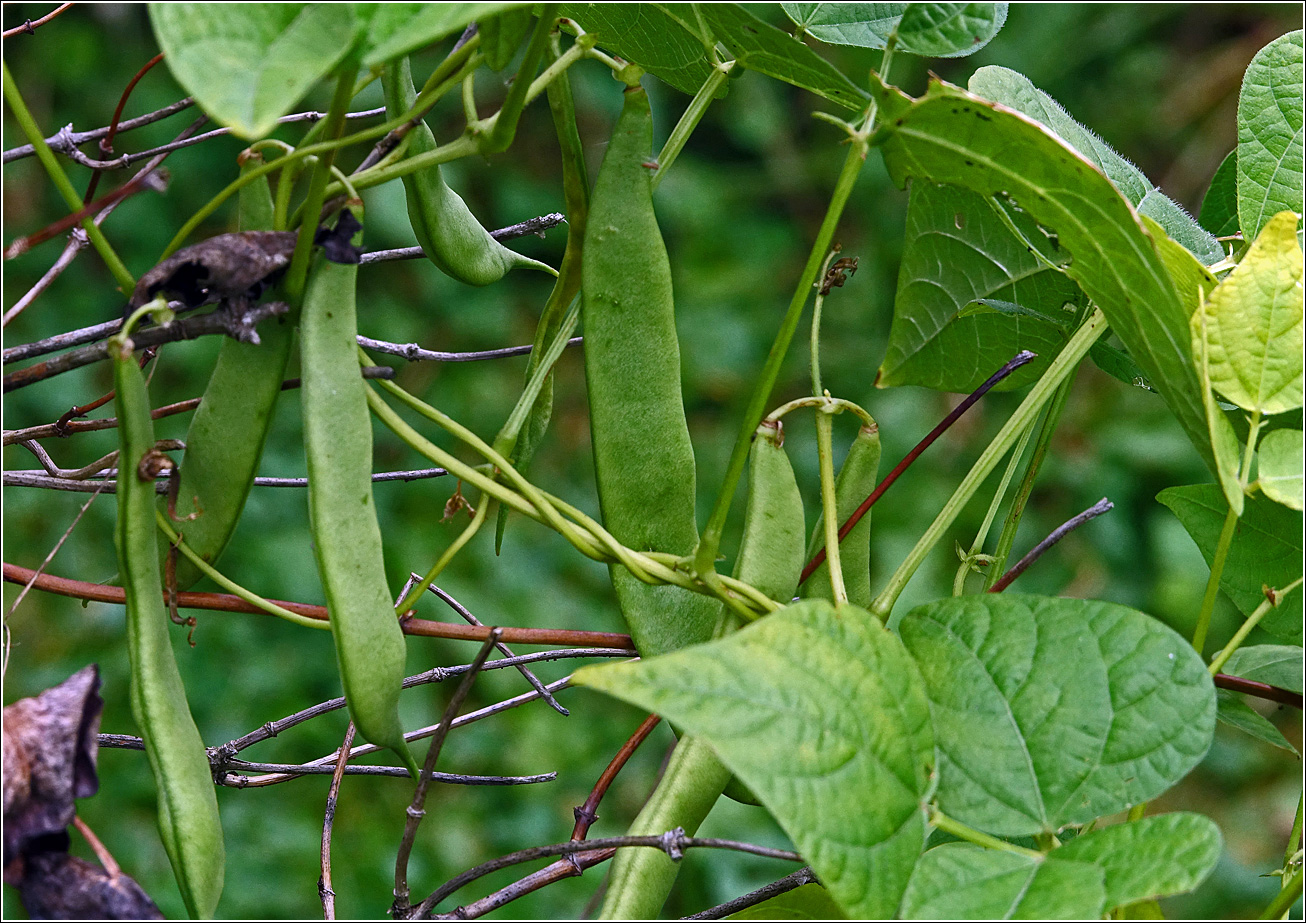 Image of Phaseolus vulgaris specimen.