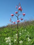 Lilium pilosiusculum