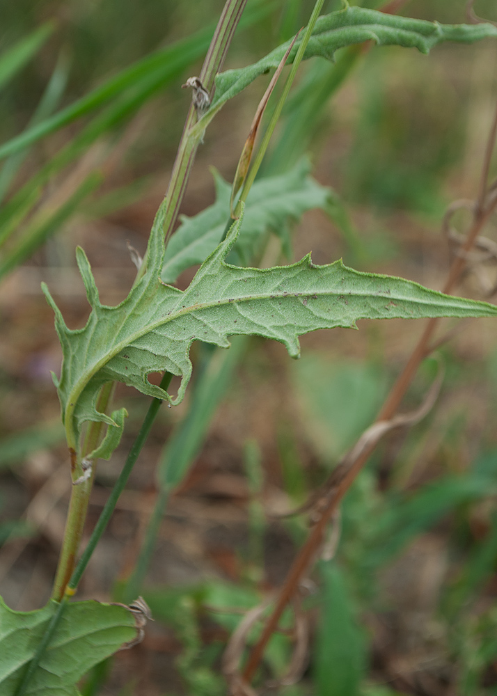 Изображение особи Saussurea amara.